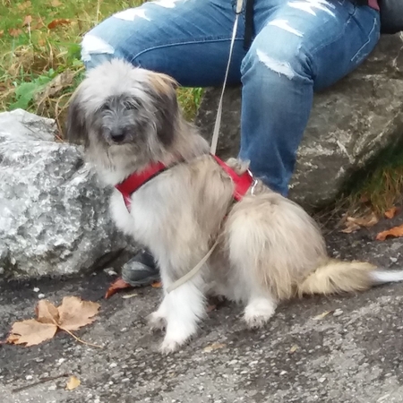 Hundetreffen Allgäu im Allgaeu (10)